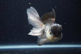 Thai Oranda  Panda 5.5 Inch (ID#1129To6c-111)