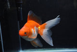 Ryukin Long Tail Red White 5 Inch (ID#1217Ry7b-3) Free2Day SHIPPING