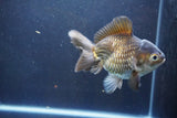 Thai Oranda  Bronze 4.5 Inch (ID#1008To2b-105) Free2Day SHIPPING