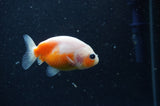 2Pack Ranchu   2.5 Inch (ID#304RPTD-1) Free2Day SHIPPING