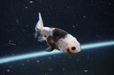2Pack Ranchu   2.5 Inch (ID#304RPTD-1) Free2Day SHIPPING