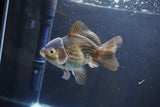 Thai Oranda  Bronze 4.5 Inch (ID#1008To2b-105) Free2Day SHIPPING