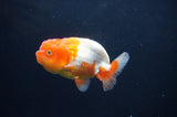 Juvenile Lionchu  Red White 3.5 Inch (ID#408R11b-13) Free2Day SHIPPING Please See Notes