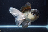 Thai Oranda  Panda 5.5 Inch (ID#1129To6c-111)