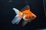 Ryukin Long Tail Red White 5 Inch (ID#1217Ry7b-3) Free2Day SHIPPING