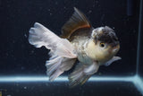 Thai Oranda  Panda 5.5 Inch (ID#1129To6c-111)