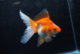 Ryukin Long Tail Red White 5 Inch (ID#1217Ry7b-3) Free2Day SHIPPING