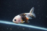2Pack Ranchu   2.5 Inch (ID#304RPTD-1) Free2Day SHIPPING