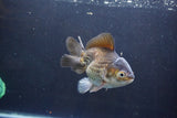 Thai Oranda  Bronze 4.5 Inch (ID#1008To2b-105) Free2Day SHIPPING