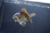 Thai Oranda  Bronze 4.5 Inch (ID#1008To2b-105) Free2Day SHIPPING