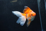 Ryukin Long Tail Red White 5 Inch (ID#1217Ry7b-3) Free2Day SHIPPING