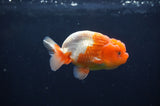 Juvenile Lionchu  Red White 3.5 Inch (ID#408R11b-13) Free2Day SHIPPING Please See Notes