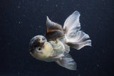 Thai Oranda  Panda 5.5 Inch (ID#1129To6c-111)