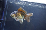 Thai Oranda  Bronze 4.5 Inch (ID#1008To2b-105) Free2Day SHIPPING