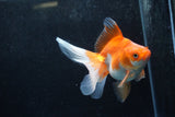 Ryukin Long Tail Red White 5 Inch (ID#1217Ry7b-3) Free2Day SHIPPING