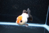 Short Body Thai Oranda  Tricolor 3.5 Inch (ID#1011To14b-71) Free2Day SHIPPING