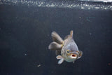 Thai Oranda  Bronze 4.5 Inch (ID#1008To2b-105) Free2Day SHIPPING