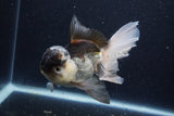 Thai Oranda  Panda 5.5 Inch (ID#1129To6c-111)