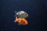 2Pack Ranchu   2.5 Inch (ID#304RPTD-2) Free2Day SHIPPING