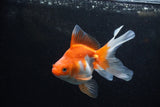 Ryukin Long Tail Red White 5 Inch (ID#1217Ry7b-3) Free2Day SHIPPING