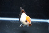 Short Body Thai Oranda  Tricolor 3.5 Inch (ID#1011To14b-71) Free2Day SHIPPING