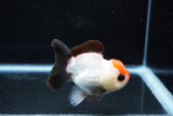 Short Body Thai Oranda  Tricolor 3.5 Inch (ID#1011To14b-71) Free2Day SHIPPING