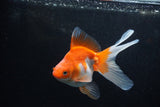 Ryukin Long Tail Red White 5 Inch (ID#1217Ry7b-3) Free2Day SHIPPING