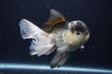 Thai Oranda  Panda 5.5 Inch (ID#1129To6c-111)