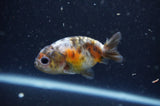 2Pack Ranchu   2.5 Inch (ID#304RPTD-2) Free2Day SHIPPING