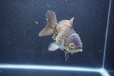 Thai Oranda  Bronze 4.5 Inch (ID#1008To2b-105) Free2Day SHIPPING