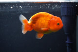 Juvenile Lionchu  Red White 3.5 Inch (ID#408R11b-14) Free2Day SHIPPING