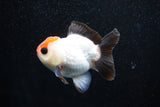 Short Body Thai Oranda  Tricolor 3.5 Inch (ID#1011To14b-71) Free2Day SHIPPING