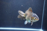 Thai Oranda  Bronze 4.5 Inch (ID#1008To2b-105) Free2Day SHIPPING