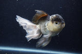 Thai Oranda  Panda 5.5 Inch (ID#1129To6c-111)