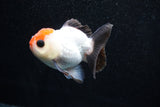 Short Body Thai Oranda  Tricolor 3.5 Inch (ID#1011To14b-71) Free2Day SHIPPING