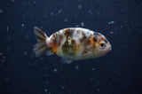 2Pack Ranchu   2.5 Inch (ID#304RPTD-2) Free2Day SHIPPING