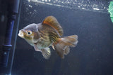 Thai Oranda  Bronze 4.5 Inch (ID#1008To2b-105) Free2Day SHIPPING