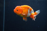 Juvenile Lionchu  Red White 3.5 Inch (ID#408R11b-14) Free2Day SHIPPING