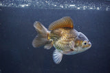 Thai Oranda  Bronze 4.5 Inch (ID#1008To2b-105) Free2Day SHIPPING