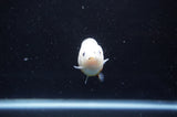 Baby Ranchu  Calico 2.5 Inch (ID#328R9c-22) Free2Day SHIPPING