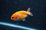 2Pack Ranchu   2.5 Inch (ID#304RPTD-2) Free2Day SHIPPING