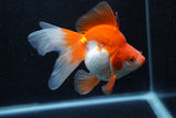 Ryukin Long Tail Red White 4.5 Inch (ID#1217Ry7b-4) Free2Day SHIPPING