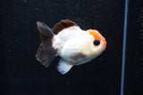 Short Body Thai Oranda  Tricolor 3.5 Inch (ID#1011To14b-71) Free2Day SHIPPING