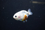 Baby Ranchu  Calico 2.5 Inch (ID#328R9c-22) Free2Day SHIPPING