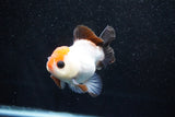 Short Body Thai Oranda  Tricolor 3.5 Inch (ID#1011To14b-71) Free2Day SHIPPING