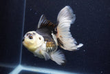 Thai Oranda  Panda 5 Inch (ID#1129To6c-112)