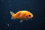 2Pack Ranchu   2.5 Inch (ID#304RPTD-2) Free2Day SHIPPING