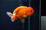 Juvenile Lionchu  Red White 3.5 Inch (ID#408R11b-14) Free2Day SHIPPING