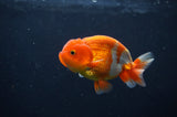 Juvenile Lionchu  Red White 3.5 Inch (ID#408R11b-14) Free2Day SHIPPING