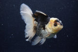 Thai Oranda  Panda 5 Inch (ID#1129To6c-112)